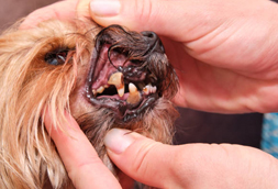 Chester Dog Dentist