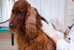 Dog Vaccinations in Fair Lawn