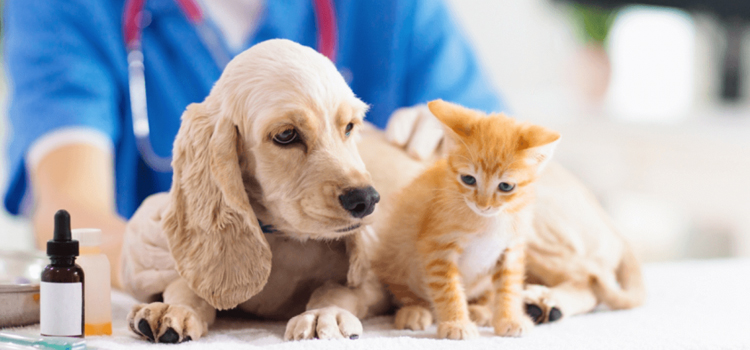 South River pet emergency clinic