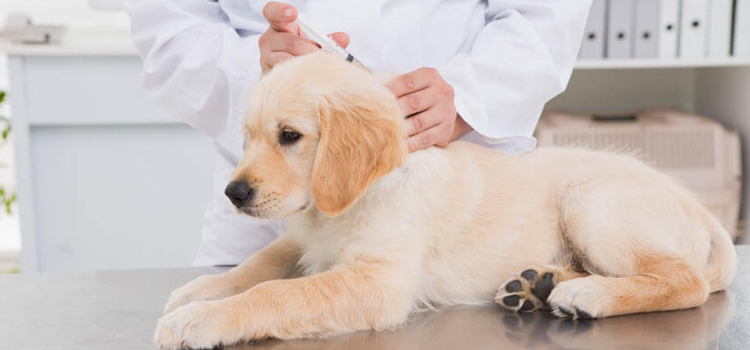 dog vaccination clinic in Chester