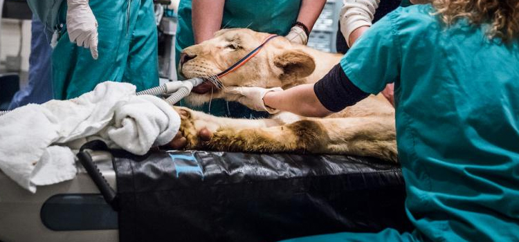 Newtonville animal hospital veterinary surgical-process