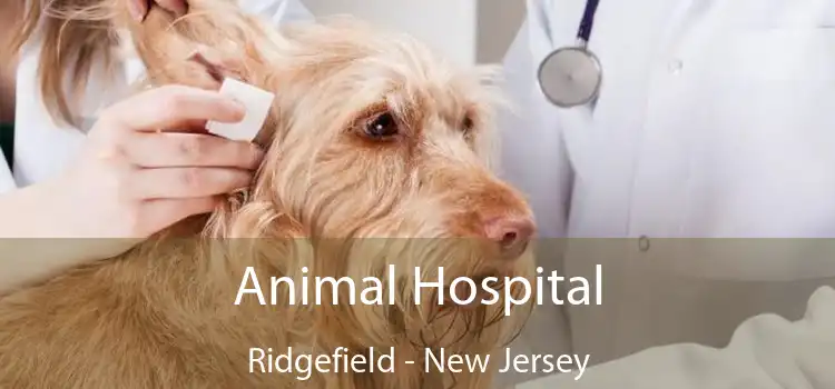 Animal Hospital Ridgefield - New Jersey