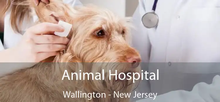 Animal Hospital Wallington - New Jersey