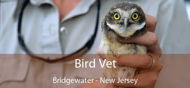 Bird Vet Bridgewater - New Jersey