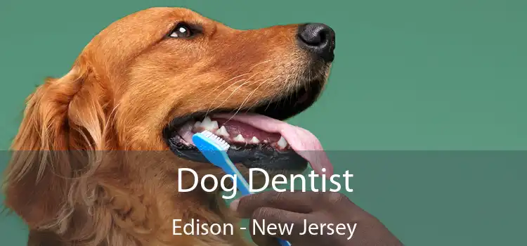 Dog Dentist Edison - New Jersey