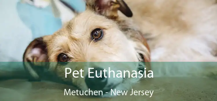 Pet Euthanasia Metuchen - New Jersey