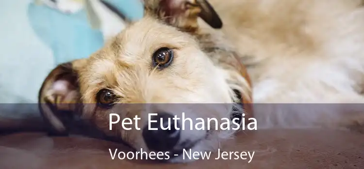 Pet Euthanasia Voorhees - New Jersey