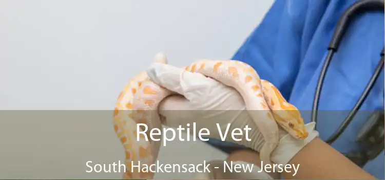 Reptile Vet South Hackensack - New Jersey