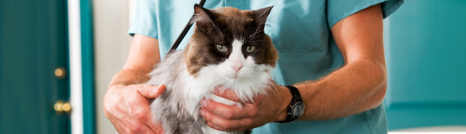 Neutering your Cat – Jersey Village Vets