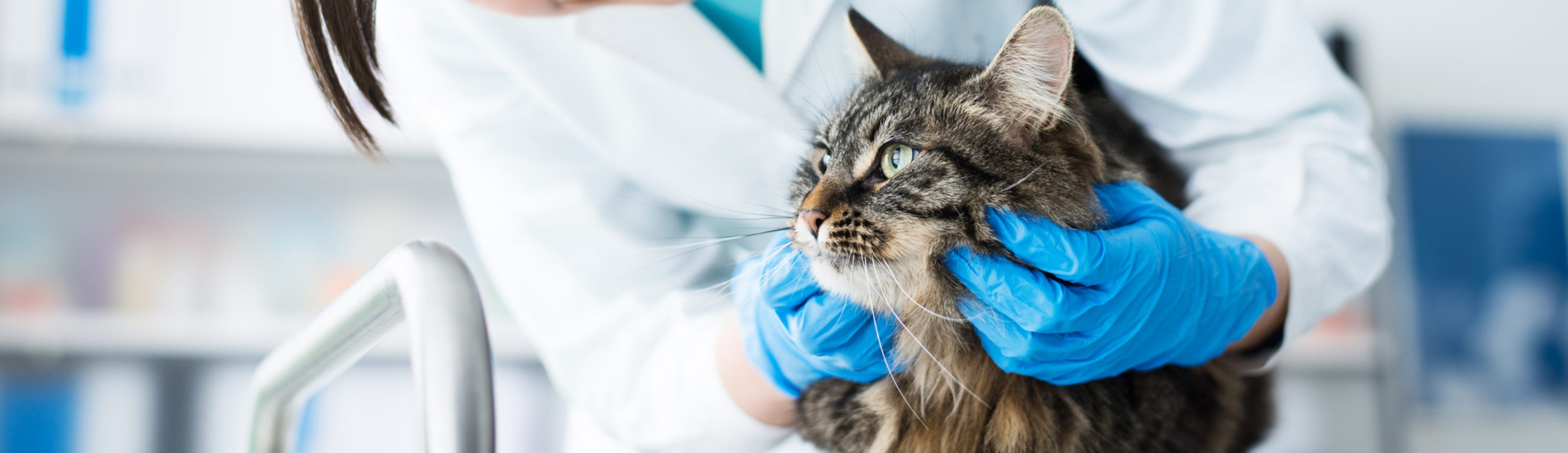 Neutering your Cat – Jersey Village Vets